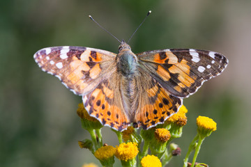 Painted lady butterfly