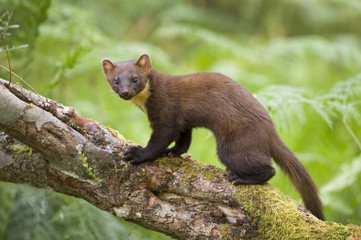 Pine Marten