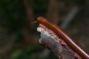 the millipede walking Out on a Limb
