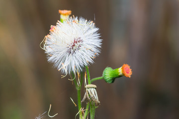 Close up of Sensitive plant or mimosa pudica plant 
