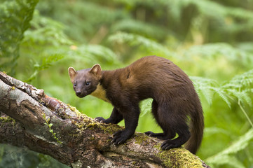 Pine Marten
