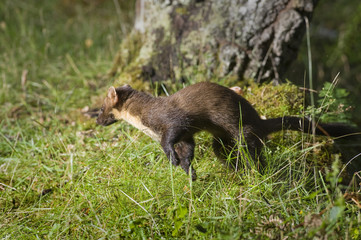 Pine Marten