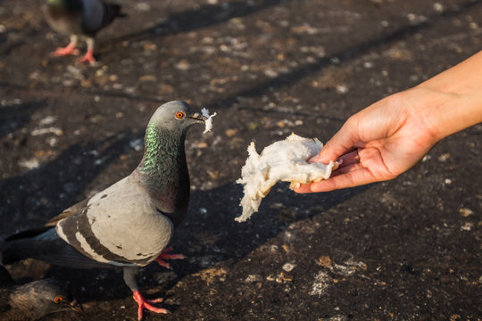 Woman hand give a bread to dove in Park.
