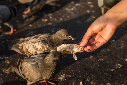 Woman hand give a bread to dove in Park.
