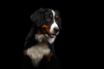 Close-up portrait of Bernese Mountain Dog Curious looking in camera on isolated black background