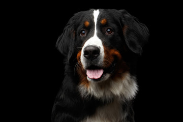 Close-up portrait of Bernese Mountain Dog Curious looking in camera on isolated black background