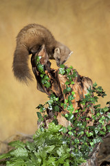 Pine Marten