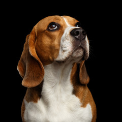 Close-up head of Young Beagle dog looking on owner on isolated black background, front view
