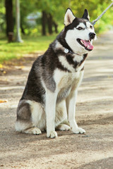 Portrait black and white Husky dog with a smile and his tongue hanging out