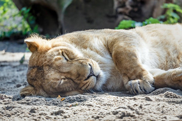 Fototapeta premium lioness resting on the ground