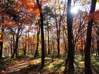 Fototapeta premium Forest in Meiji Temple