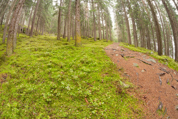 walking into the forest long a path in a cloudy day
