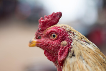close up thai cockfight