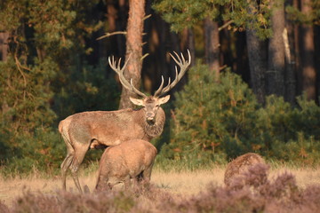 Obraz na płótnie Canvas Couple of red deers with does and buck on moorland on National Park Hoge Veluwe in September.