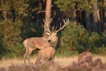 Couple of red deers with does and buck on moorland on National Park Hoge Veluwe in September.