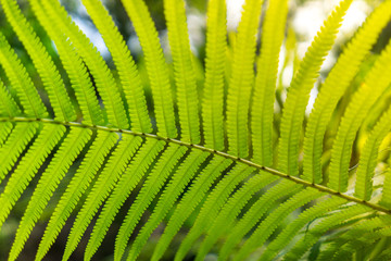 green fern as a background, close-up Soft Focus