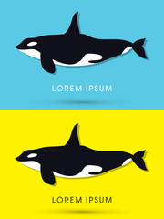 Killer whale swimming graphic vector