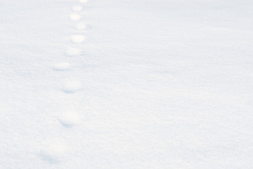 Animal footprints in the snow