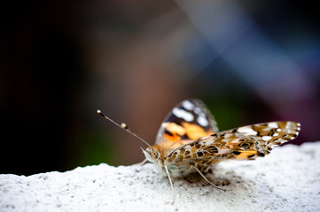 Papillon