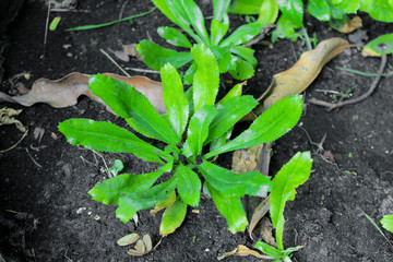 Culantro, Long coriander, Sawtooth coriander, Parsley on the soil in the Vegetable garden