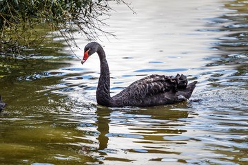 black swan in the river