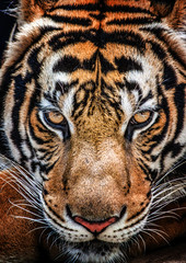 Tigre et ses yeux féroces.