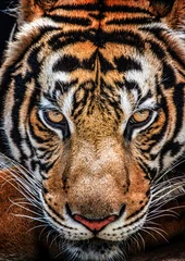 Papier Peint photo autocollant Tigre Tigre et ses yeux féroces.