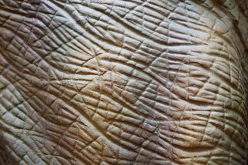 for wallpaper a zoom in reptile body, animal textured like prehistoric life
