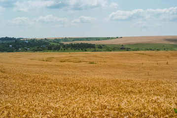 Landscape with field of ripe wheat and sky with clouds