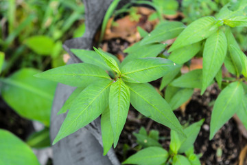 Vietnamese coriander,green Vietnamese coriander,herb, green Vietnamese coriander trees