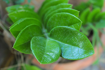 Fototapeta na wymiar Green plant, zanzibar gem, sprinkled, in the garden
