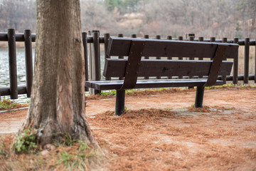 bench beside a tree