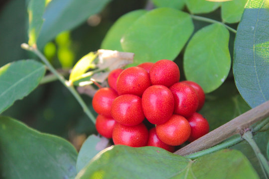Tiliacora triandra or Thailand call Bai ya nang leaf and fruit