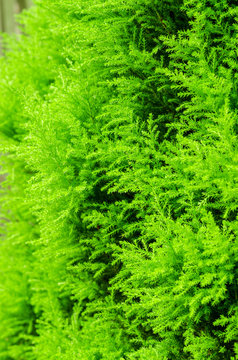 Close up pine leaves background