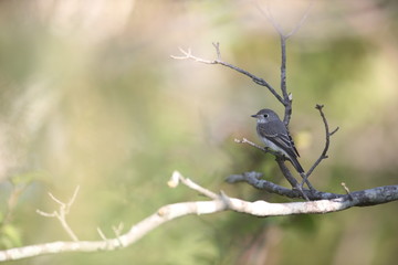 コサメビタキ,スズメ目ヒタキ科サメビタキ属