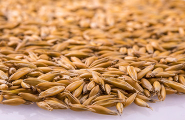 natural oat grains  with shadow for background