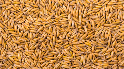 natural oat grains background