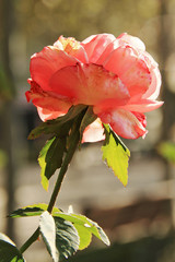Rosa mustia