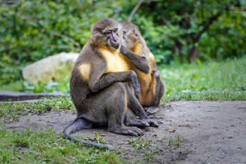 Fototapeta premium Golden-bellied mangabey in zoo