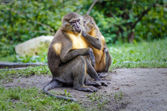 Golden-bellied mangabey in zoo