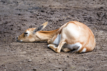 small deer on the ground