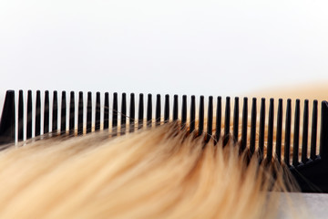 Blond hair and comb on white background. Hairdresser salon concept, Hairdressing Set. Haircut...