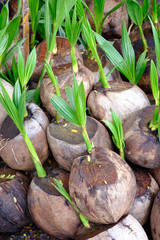 Fototapeta premium Sprout of coconut tree