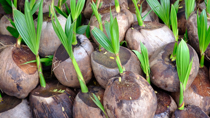 Sprout of coconut tree
