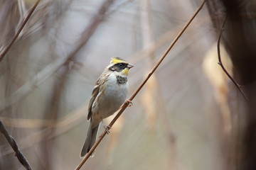 ミヤマホオジロ,スズメ目ホオジロ科ホオジロ属