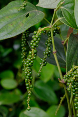 Fresh Piper nigrum on its tree