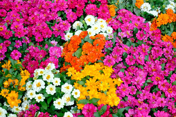 Beautiful flowers background