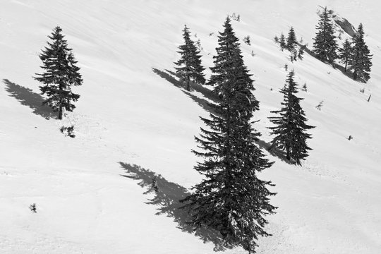 Black and white picture pines on mountainside
