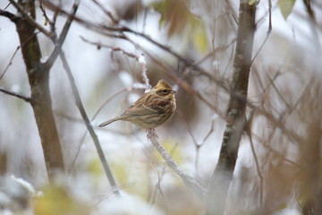 ミヤマホオジロ,スズメ目ホオジロ科ホオジロ属