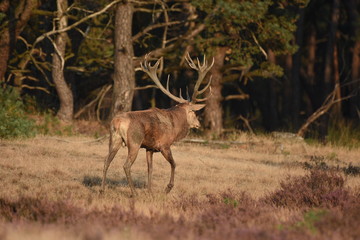Couple of red deers with does and buck on moorland on National Park Hoge Veluwe in September.